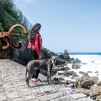 What to visit with a dog